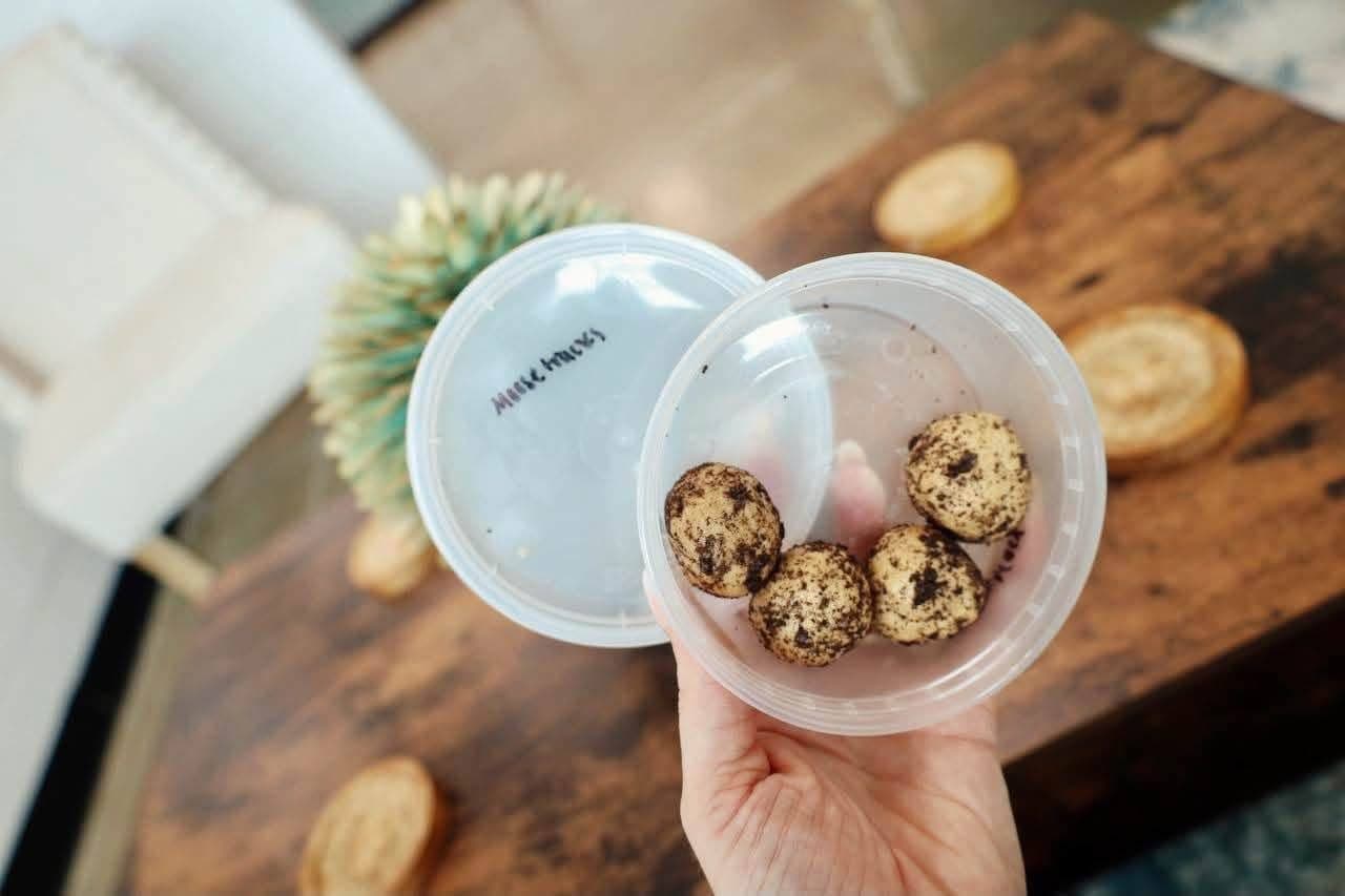 A container of Moose Tracks protein balls held over the counter